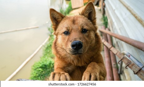 A Friendly Curious Stray Dog Behind The Fence, Dog Shelter With Cages In Asia, Stolen Pet For Food Market, Animals Rights, China, Pet Rescue Center, Human's Best Friends
