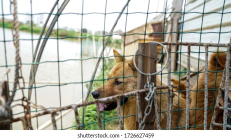 A Friendly Curious Stray Dog Behind The Fence, Dog Shelter With Cages In Asia, Stolen Pet For Food Market, Animals Rights, China, Pet Rescue Center, Human's Best Friends
