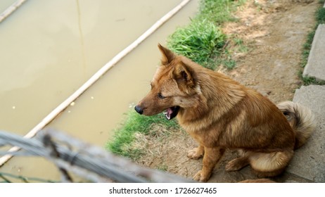 A Friendly Curious Stray Dog Behind The Fence, Dog Shelter With Cages In Asia, Stolen Pet For Food Market, Animals Rights, China, Pet Rescue Center, Human's Best Friends
