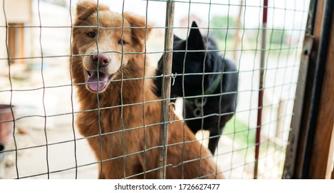 A Friendly Curious Stray Dog Behind The Fence, Dog Shelter With Cages In Asia, Stolen Pet For Food Market, Animals Rights, China, Pet Rescue Center, Human's Best Friends
