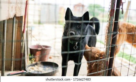 A Friendly Curious Stray Dog Behind The Fence, Dog Shelter With Cages In Asia, Stolen Pet For Food Market, Animals Rights, China, Pet Rescue Center, Human's Best Friends
