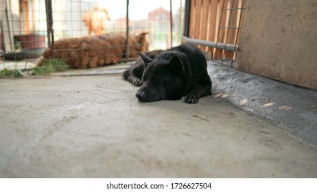 A Friendly Curious Stray Dog Behind The Fence, Dog Shelter With Cages In Asia, Stolen Pet For Food Market, Animals Rights, China, Pet Rescue Center, Human's Best Friends
