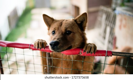 A Friendly Curious Stray Dog Behind The Fence At The Dog Shelter Ready For Adoption In Asia, Stolen Pet For Food Market, Animals Rights, China, Pet Rescue Center, Human's Best Friends, Loyalty
