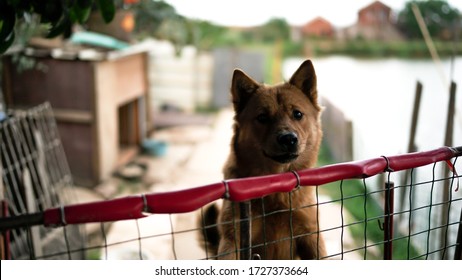 A Friendly Curious Stray Dog Behind The Fence At The Dog Shelter Ready For Adoption In Asia, Stolen Pet For Food Market, Animals Rights, China, Pet Rescue Center, Human's Best Friends, Loyalty
