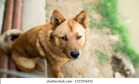 A Friendly Curious Stray Dog Behind The Fence At The Dog Shelter Ready For Adoption In Asia, Stolen Pet For Food Market, Animals Rights, China, Pet Rescue Center, Human's Best Friends, Loyalty
