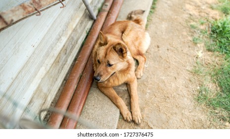 A Friendly Curious Stray Dog Behind The Fence At The Dog Shelter Ready For Adoption In Asia, Stolen Pet For Food Market, Animals Rights, China, Pet Rescue Center, Human's Best Friends, Loyalty
