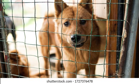 A Friendly Curious Stray Dog Behind The Fence, Dog Shelter With Cages In Asia, Stolen Pet For Food Market, Animals Rights, China, Pet Rescue Center, Human's Best Friends, Loyalty
