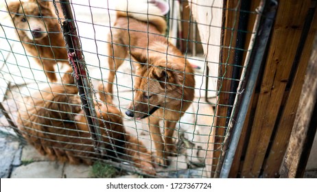 Friendly Curious Stray Dogs Behind The Fence At The Dog's Shelter Ready For Adoption In Asia, Stolen Pet For Food Market, Animals Rights, China, Pet Rescue Center, Human's Best Friends, Loyalty
