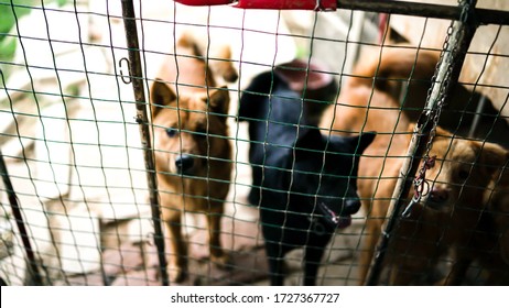 Friendly Curious Stray Dogs Behind The Fence At The Dog's Shelter Ready For Adoption In Asia, Stolen Pet For Food Market, Animals Rights, China, Pet Rescue Center, Human's Best Friends, Loyalty
