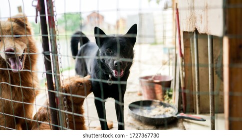 Friendly Curious Stray Dogs Behind The Fence At The Dog's Shelter Ready For Adoption In Asia, Stolen Pet For Food Market, Animals Rights, China, Pet Rescue Center, Human's Best Friends, Loyalty
