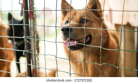 Friendly Curious Stray Dogs Behind The Fence At The Dog's Shelter Ready For Adoption In Asia, Stolen Pets For Food Market, Animals Rights, China, Pet Rescue Center, Human's Best Friends, Loyalty
