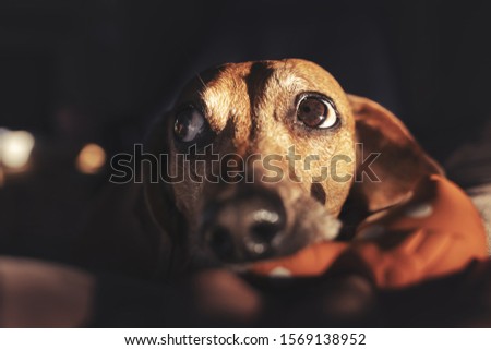 Similar – Legs of Couple and jack russell dog are sitting by the fireplace