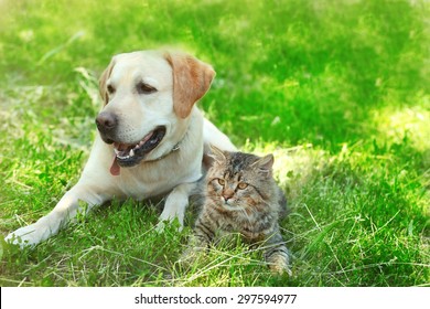 8,414 Cat dog spring Images, Stock Photos & Vectors | Shutterstock