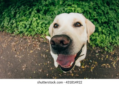 The Friendly Dog Close-up On A Fish Eye Lens