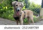 Friendly dog with light brown coat and floppy ears stands on a paved path surrounded by lush greenery. Mix breed dog is wearing a brown No Pull Dog Harness and appears to be enjoying outdoor adventure