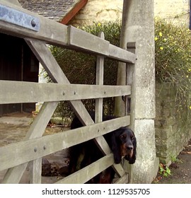 A Friendly Dog Looks For Affection At A Farm Gate In The Cotswolds