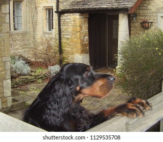 A Friendly Dog Looks For Affection At A Farm Gate In The Cotswolds