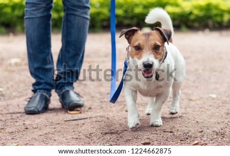 Friendly dog on leash at walkies exercises footwork with handler