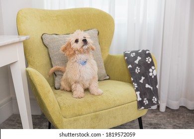 Friendly Dog Is Playing On The Bed In Hotel Room