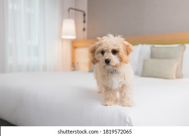 Friendly Dog Is Playing On The Bed In Hotel Room