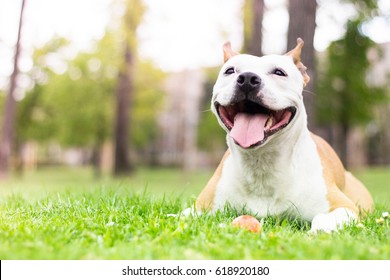 Friendly Dog Smile