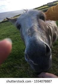 Friendly Donkey, A Walk On The Dingle Penninsula