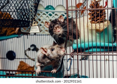 342 Mischief rats Images, Stock Photos & Vectors | Shutterstock
