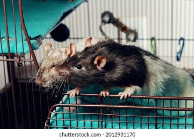 342 Mischief rats Images, Stock Photos & Vectors | Shutterstock