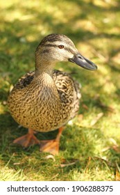 A Friendly Duck At Wellington Zoo, New Zealand