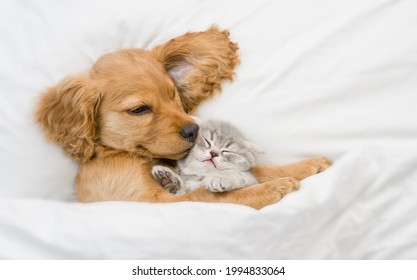 Friendly English Cocker spaniel puppy hugs tiny gray kitten. Pets sleep together under white warm blanket on a bed at home. Top down view