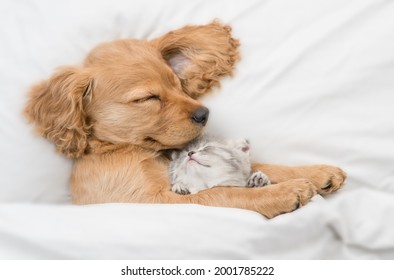 Friendly English Cocker spaniel puppy hugs tiny kitten. Pets sleep together under white warm blanket on a bed at home. Top down view.