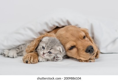 Friendly English Cocker spaniel puppy hugs kitten. Pets sleep together under white warm blanket on a bed at home - Shutterstock ID 2009886104