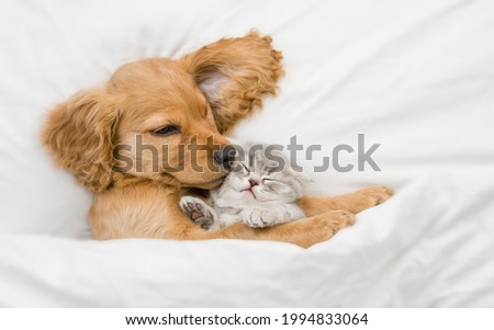 Friendly English Cocker spaniel puppy hugs tiny gray kitten. Pets sleep together under white warm blanket on a bed at home. Top down view