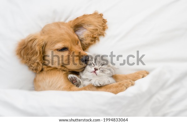 Friendly English Cocker spaniel puppy hugs tiny gray\
kitten. Pets sleep together under white warm blanket on a bed at\
home. Top down view