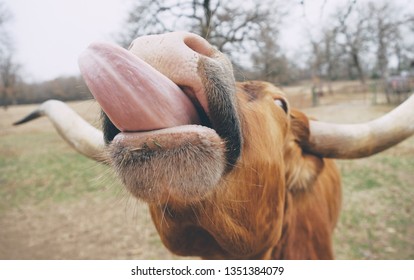 Friendly Farm Animal Shows Close Up Of Texas Longhorn Cow With Tongue Out. 