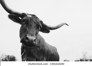 Friendly farm animal shows Texas Longhorn cow close-up in rustic black and white.