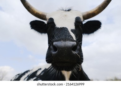 Friendly Farm Animal Shows Whiskers And Nose Of Black And White Corriente Cow With Horns Close Up Being Curious With Funny Look On Face.