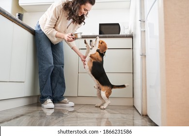 Friendly female owner feeding dog at the kitchen. Young woman giving food to her breachy puppie with pleasure good emotions. Feeding concept