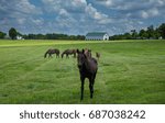 Friendly Foal Along the Old Frankfort Pike