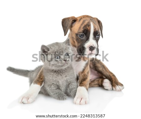 Friendly German Boxer puppy dog hugs tiny kitten. isolated on white background.