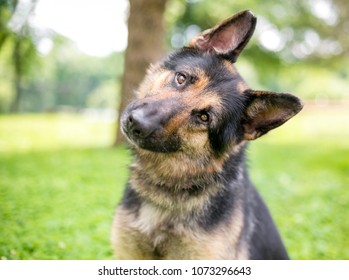 A friendly German Shepherd dog listening with a head tilt