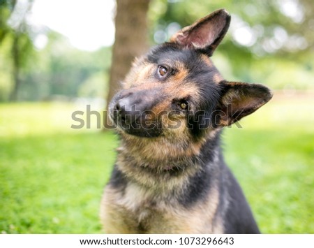 A friendly German Shepherd dog listening with a head tilt