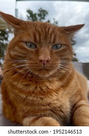 Friendly Ginger Cat Relaxing Outside