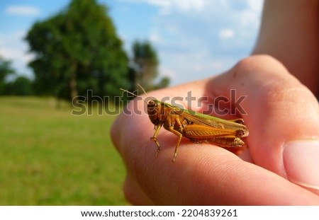 A friendly grasshopper sitting on the finger.