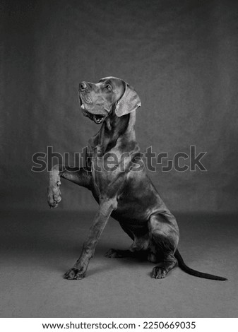 Friendly Great Dane dog giving his paw and sitting on a gray background