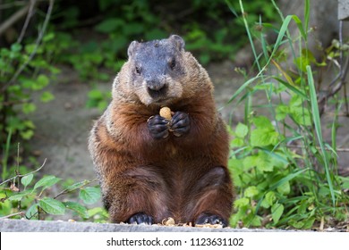 Gopher Hole Images Stock Photos Vectors Shutterstock