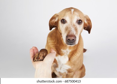 Friendly Hand And Paw Shake. A Brown Dog On The Bright Background.