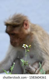 A friendly, handicapped monkey which is separated from its group.