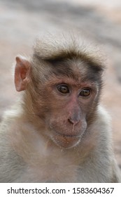 A friendly, handicapped monkey which is separated from its group.