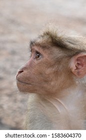 A friendly, handicapped monkey which is separated from its group.